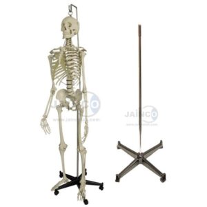Human Skeleton 5 Feet Indian Plastic Skeleton