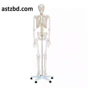 XC-101 Life-Size Skeleton 180CM Tall