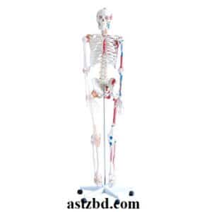 XC-101A Skeleton, Anatomical Skeleton, Muscle Skeleton Model, 180cm Skeleton, Medical Teaching Model, XC-101A Skeleton with Muscles, Life-Size Anatomical Skeleton, Human Skeleton 180cm Model, Skeleton with Ligaments Model, Medical Education Skeleton, XC-101A Skeleton with Muscles and Ligaments 180cm, Life-Size Human Anatomical Skeleton Model, Professional Medical Teaching Skeleton 180cm, Detailed Muscle and Ligament Skeleton Model, Full-Size Human Skeleton with Muscle Attachments, 180cm human skeleton model, Human skeleton 180cm, Human Skeleton Anatomical Model Life-Size 180cm XC-101a, Human skeleton model 180cm, Life-size skeleton, Life-Size Skeleton 180cm Tall, Life-Size Skeleton 180cm Tall XC-101a in Bangladesh, Life-size skeleton price in Bangladesh, PVC Life-Size Skeleton 180cm Tall, Pvc Adult Plastic Skeleton XC 101a Human Skeleton, Skeleton, Skeleton model - XC-101a - Xincheng Scientific Industries, Xc 101a Skeleton Model price in Bangladesh, XC-101a life-size skeleton, XC-101a Life-Size Skeleton 180CM Tall, XC-101a price in Bangladesh, XC-101a skeleton, XC-10a skeleton Bangladesh