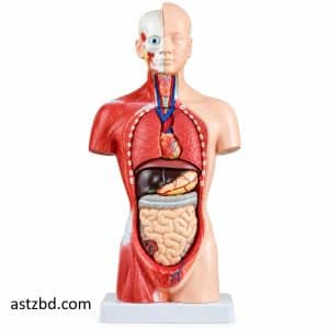 26CM Human Torso Model 15 Parts Detachable Anatomy Figure for Medical and Science Education