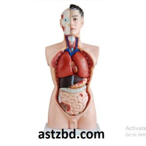 XC-201 85cm male torso mannequin with 19 detachable parts for garment shop display in Bangladesh