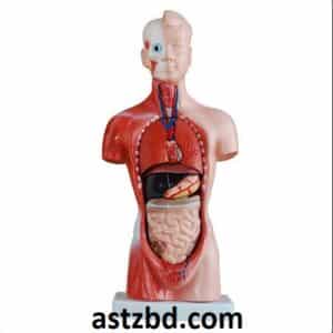 26cm human torso model 15 parts detachable anatomy figure for medical and science education