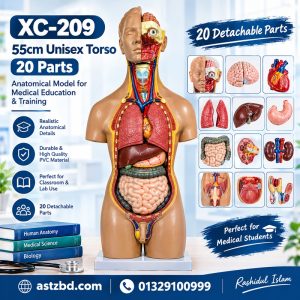 55CM unisex torso model with 20 parts front view