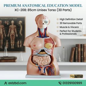 85CM unisex torso model with 40 parts front view