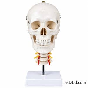 Skull with cervical spine model front view for anatomy study