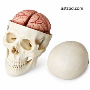 Skull model with brain fully assembled showing 8 anatomical parts