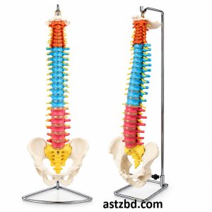 XC-105C Vertebral Column with Pelvis Model Didactic Spine Teaching Aid