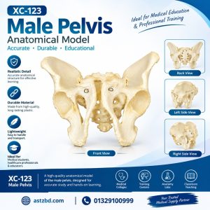 Adult Male Pelvis Model – Front View