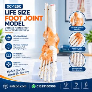 Foot Joint Model with Ligaments shown in full front view