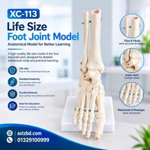 Life size foot joint model XC-113 full front view