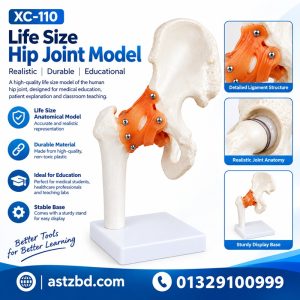 Life-size hip joint model front view showing femoral head and acetabulum