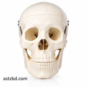 Life size human skull model front view showing cranial bones