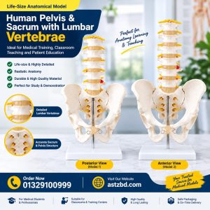 Life-size pelvis model displays the full hip bone structure with five lumbar vertebrae attached.
