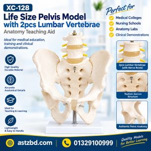 Life size pelvis model XC-128 front view with 2 lumbar vertebrae