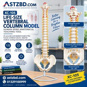 Life-Size Vertebral Column with Pelvis front view showing full spine