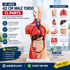 Male torso model 13 parts XC-202A front view with hand-painted organs