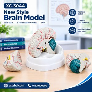 New Style Brain Model XC-304A Front View