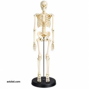 45cm mini skeleton model XC-103 front view for anatomy study