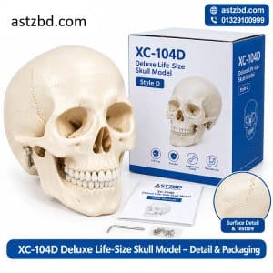 Life-Size Skull Model XC-104D deluxe front view showing full anatomical detail
