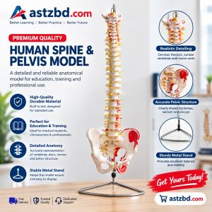 Vertebral column with pelvis model showing painted muscle origins