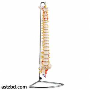 XC-107A Life-Size Vertebral Column Model front view showing spinal vertebrae and sacrum