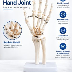 Life Size Hand Joint Model XC-114 front view showing hand bones