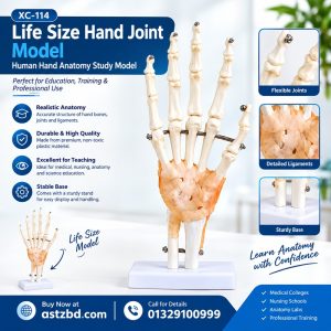 life size hand joint model-XC-114A showing bone structure from the front