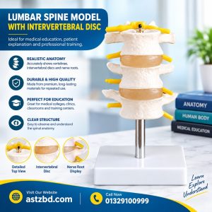 lumbar support belt xc-117 front view showing adjustable straps