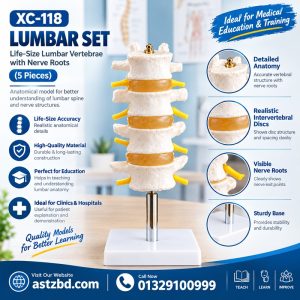 lumbar support belt xc-118 worn around the lower back for pain relief