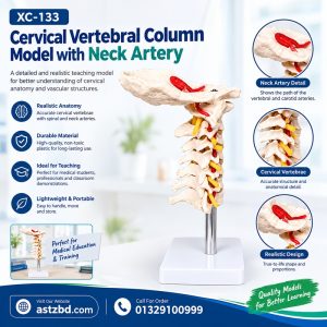XC-133 cervical vertebral column model with neck artery front view