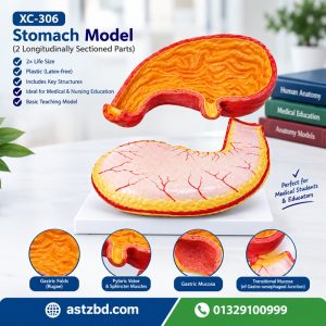XC-306 stomach model front view with gastric folds