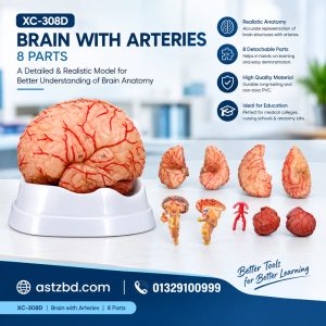 8 part brain with arteries model XC-308D side view showing lobes and red cerebral arteries