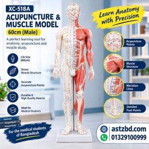 XC-518A acupuncture meridian figure 60cm male front view