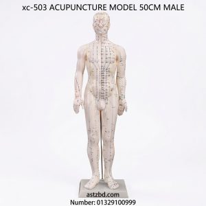 Front view of XC-503 acupuncture model 50cm male with marked meridians