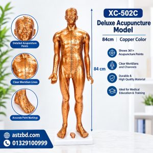 acupuncture model 84cm XC-502C copper color front view