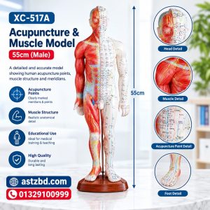 XC-517A acupuncture muscle model 55cm male front view