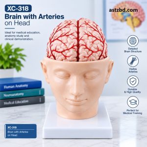 Brain with arteries on head model XC-318 side view showing skull, brain and red arteries