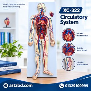 XC-322 circulatory system model front view showing heart and vessels