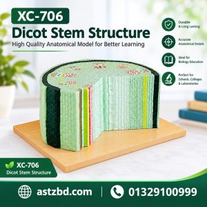 XC-706 dicot stem structure model showing the front view of the stem cross section