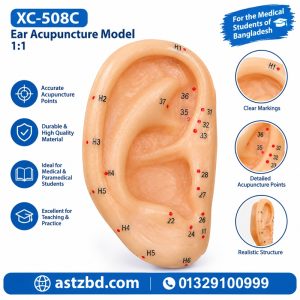 XC-508C ear acupuncture model 1:1 showing the front view with marked ear points