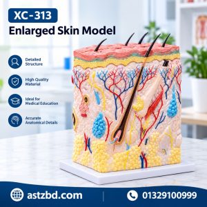XC-313 enlarged skin model front view showing epidermis and dermis layers