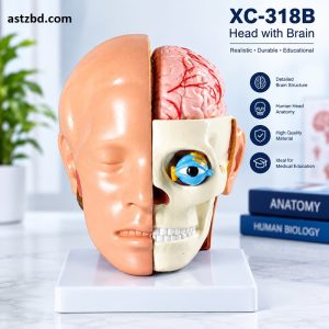 Head with brain model XC-318B side view showing skull, face structures and brain