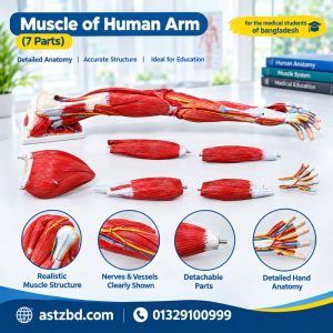XC-336 human arm muscle model front view