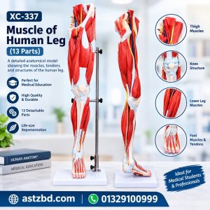XC-337 human leg muscle model front view