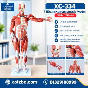 XC-334 human muscle model male 80cm front view