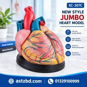 XC-307C jumbo heart model front view with painted chambers and vessels