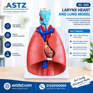 Larynx heart and lung model XC-320 front view on plastic base