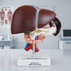 Liver pancreas duodenum model XC-311 front view showing gallbladder and bile duct