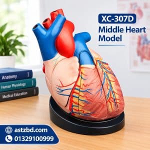 XC-307D middle heart model front view with painted chambers and vessels