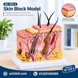 XC-313-2 skin block model front view showing skin layers